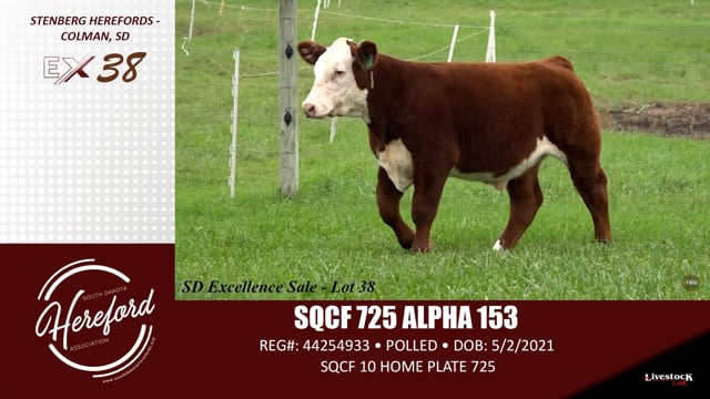 Lot #38 - SQCF 725 ALPHA 153