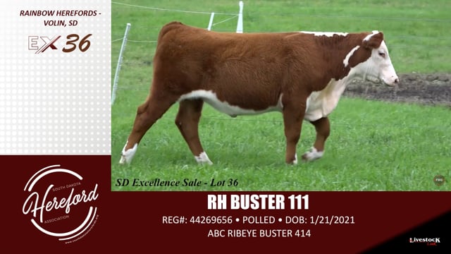 Lot #36 - RH BUSTER 111