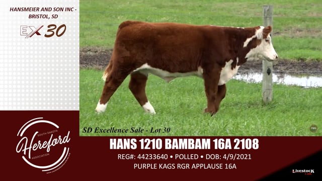 Lot #30 - HANS 1210 BAMBAM 16A 2108