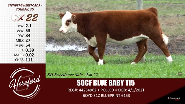 Lot #22 - SQCF BLUE BABY 115