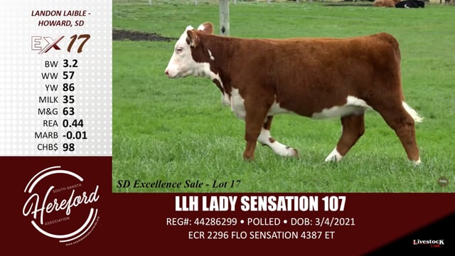 Lot #17 - LLH LADY SENSATION 107