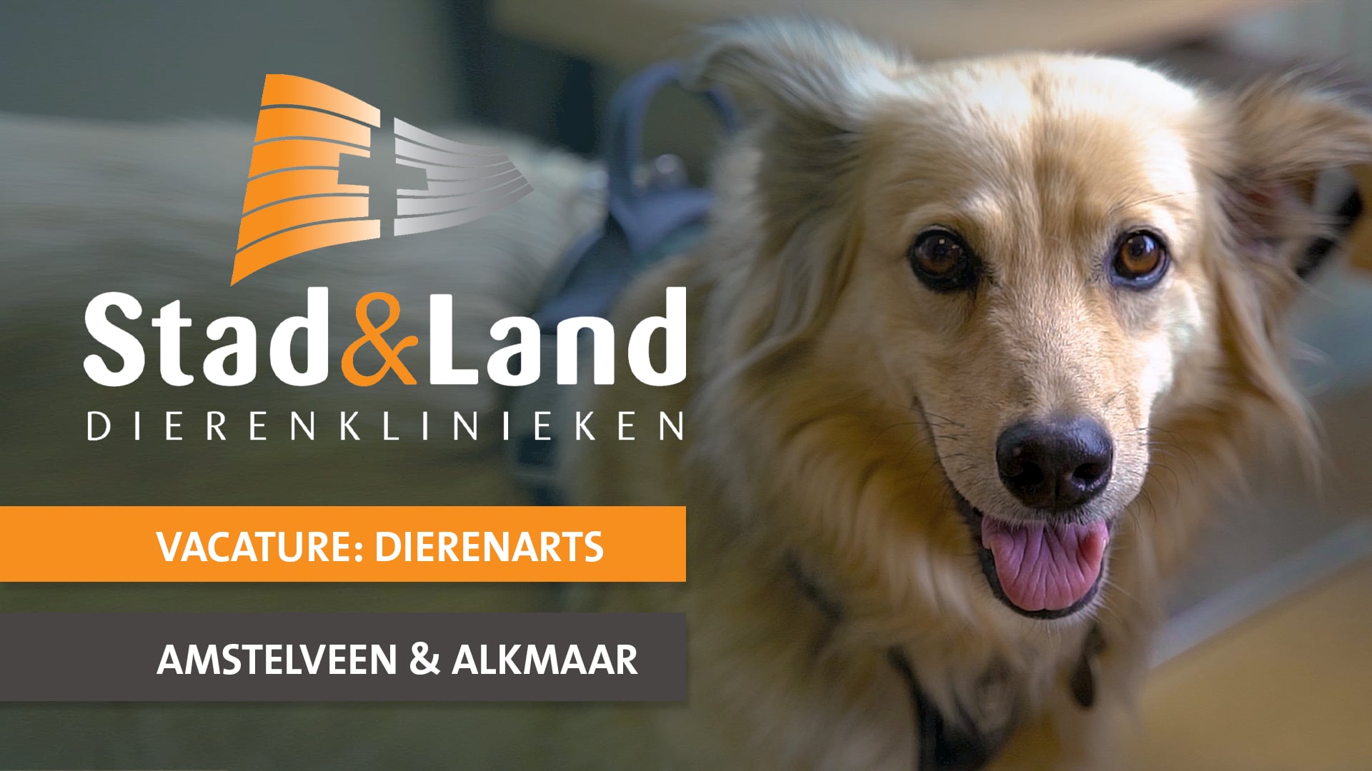 IVC Evidensia WERVING - Stad & Land (Amstelveen & Alkmaar)