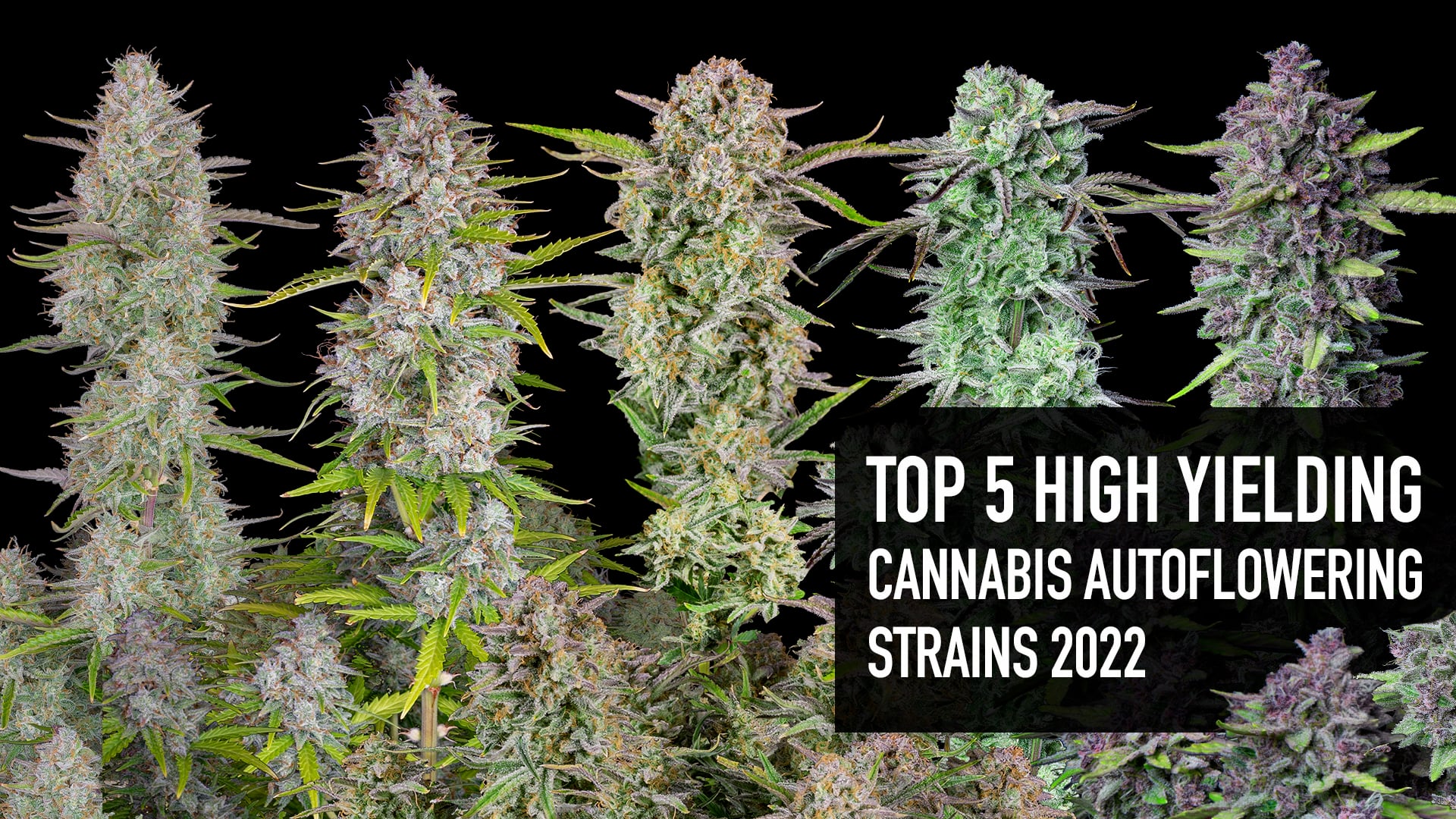 Top 5 High Yielding Cannabis Autoflowering Strains On Vimeo