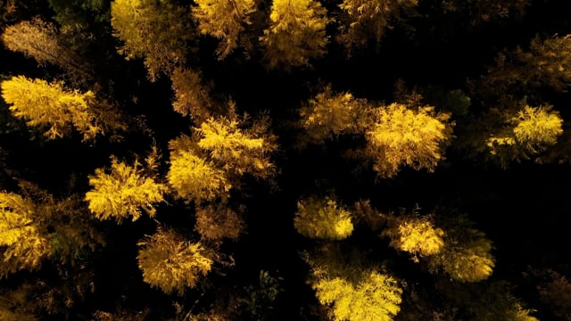 Video: Light of the Larches