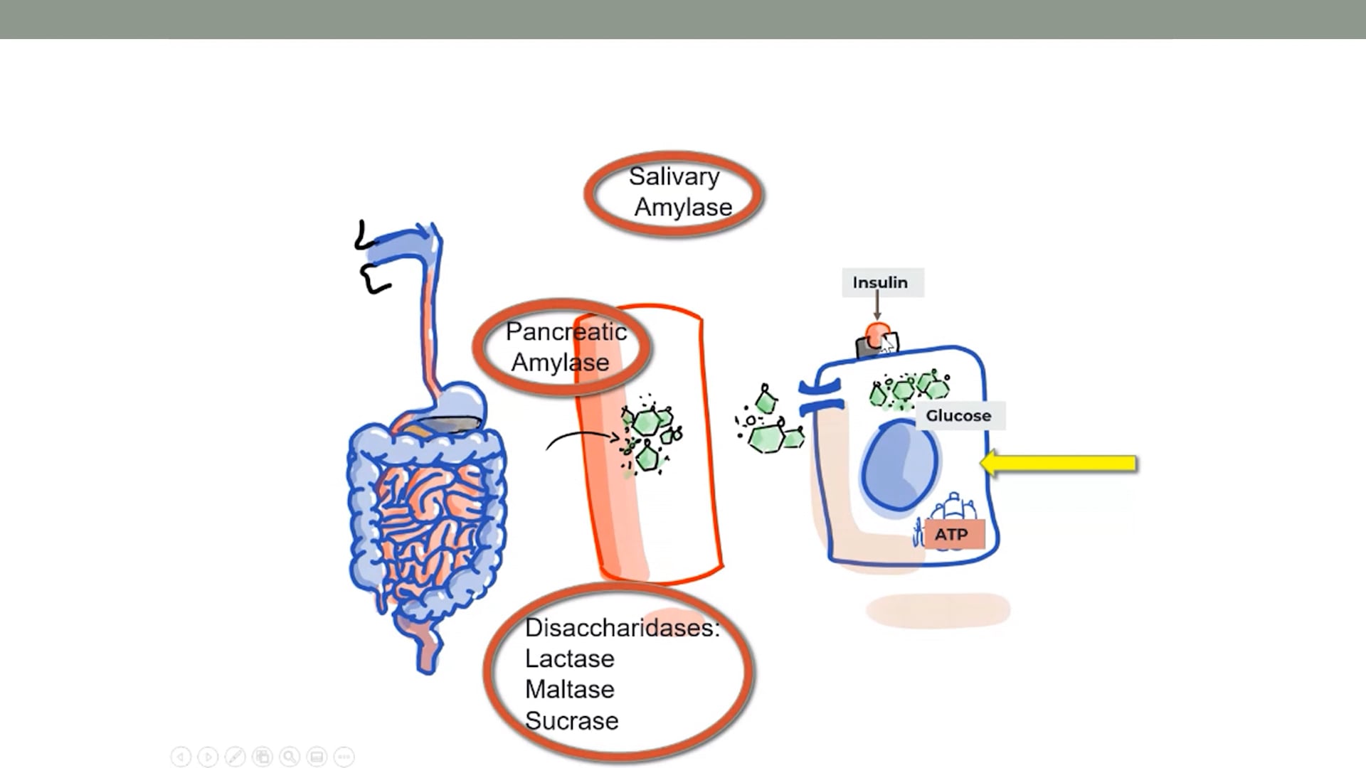Carbohydrate Digestion, Absorption, and Metabolism with Dr. Priya Jaisinghani (Diabetes Mellitus)