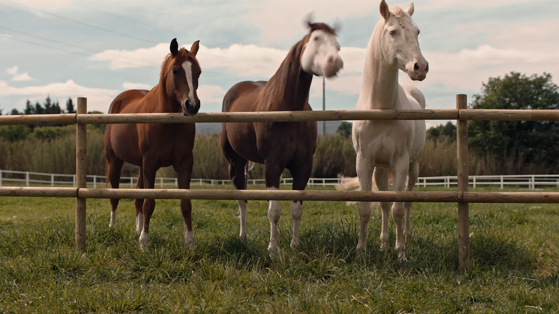 Who let the dogs, cats and one horse - Los Angeles Dodgers