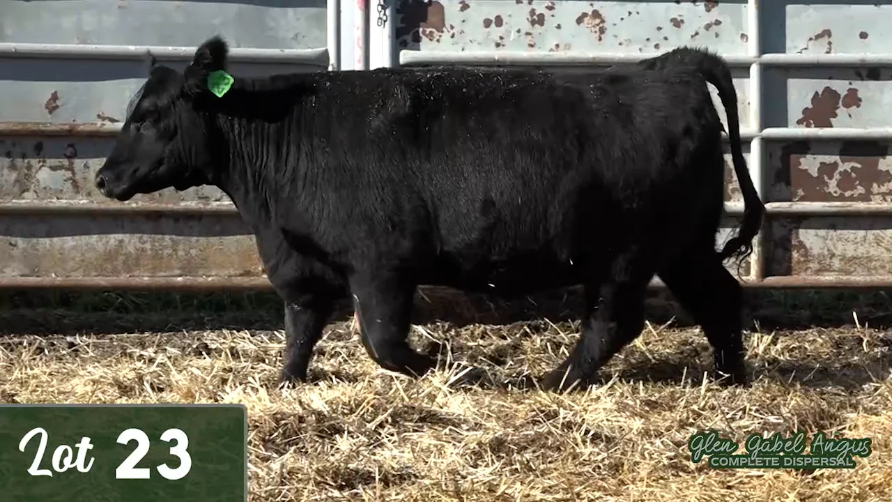 Lot 23 - Glen Gabel Angus 2021 on Vimeo