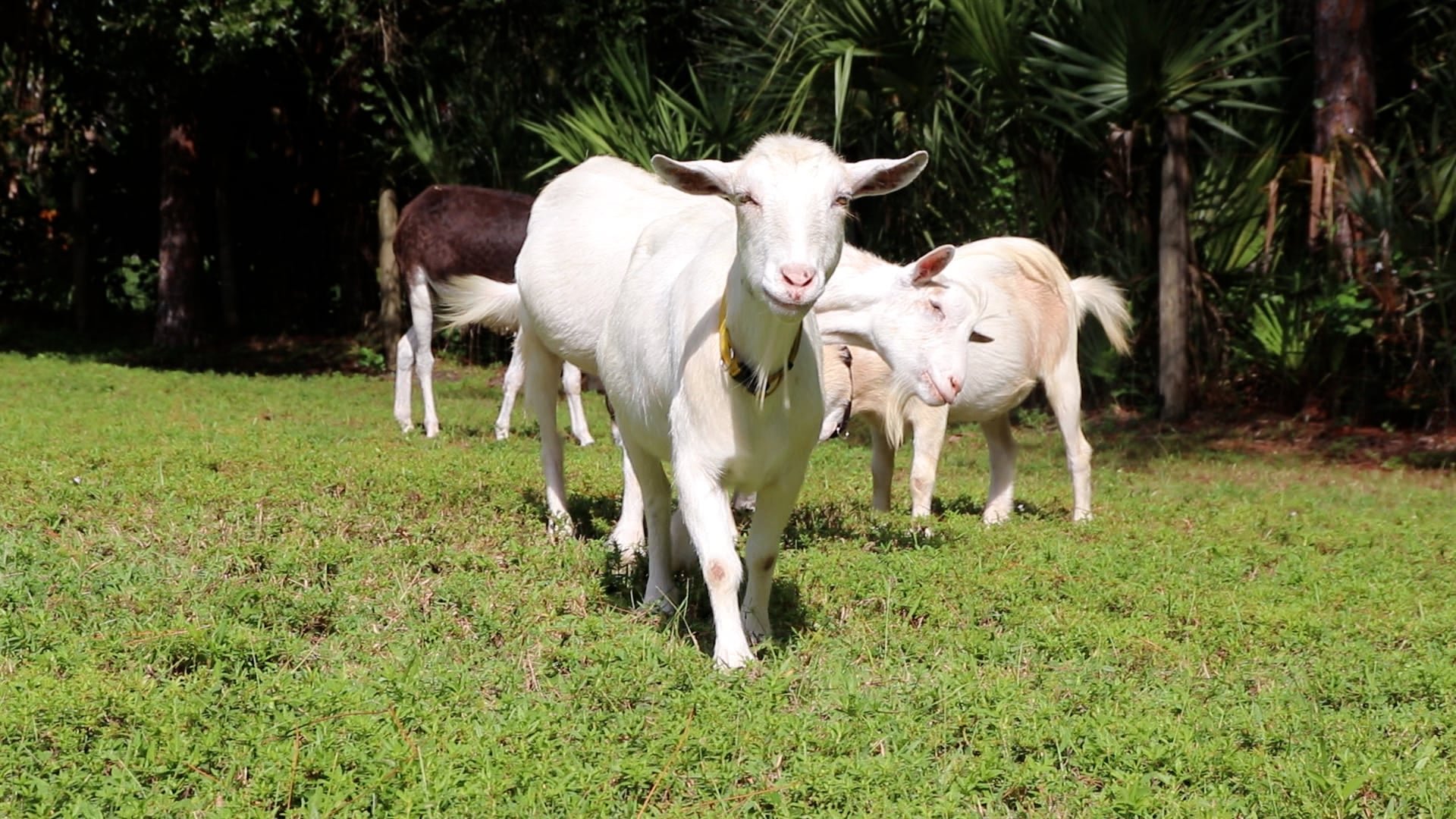 Groovy Goat Farm