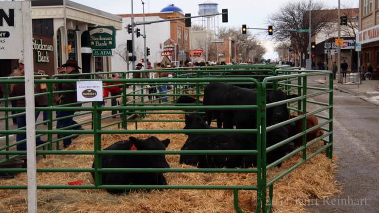 Montana Beef Breeders Show
