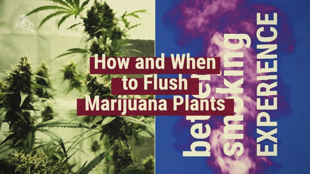 How and When to Flush Marijuana Plants - RQS Blog