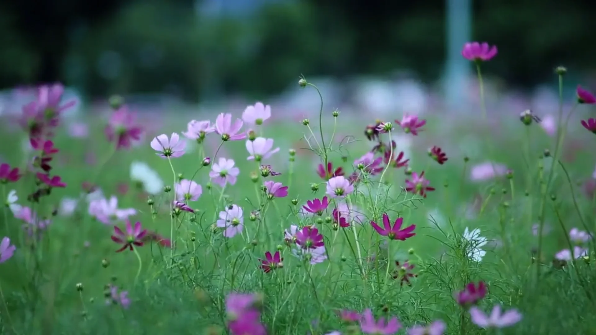 Cosmos Flowers on Vimeo