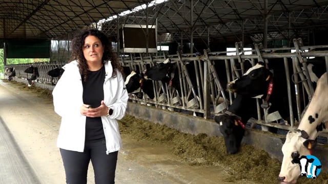 Tratamento da mamite: moito máis que antibióticos