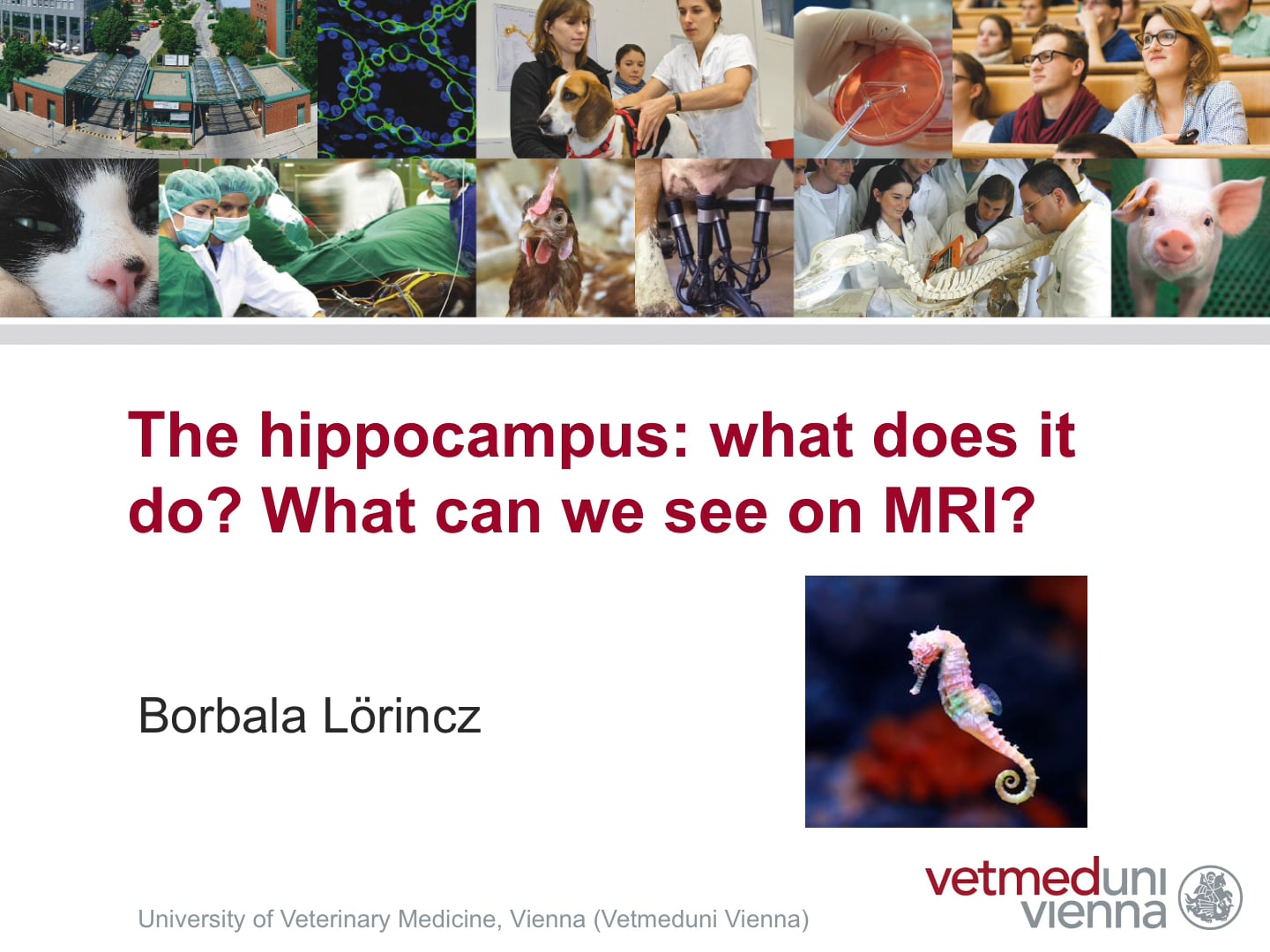The hippocampus: what does it do? What can we see in MRI?