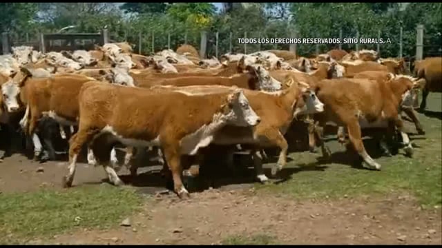 Miniatura Lote 184 - Plazarural