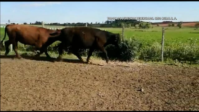 Miniatura Lote 99 - Plazarural