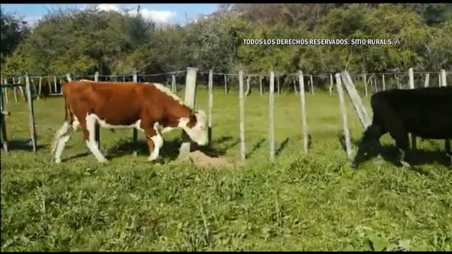 Miniatura Lote 94 - Plazarural