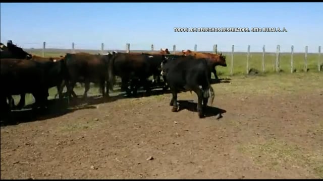 Miniatura Lote 106 - Plazarural