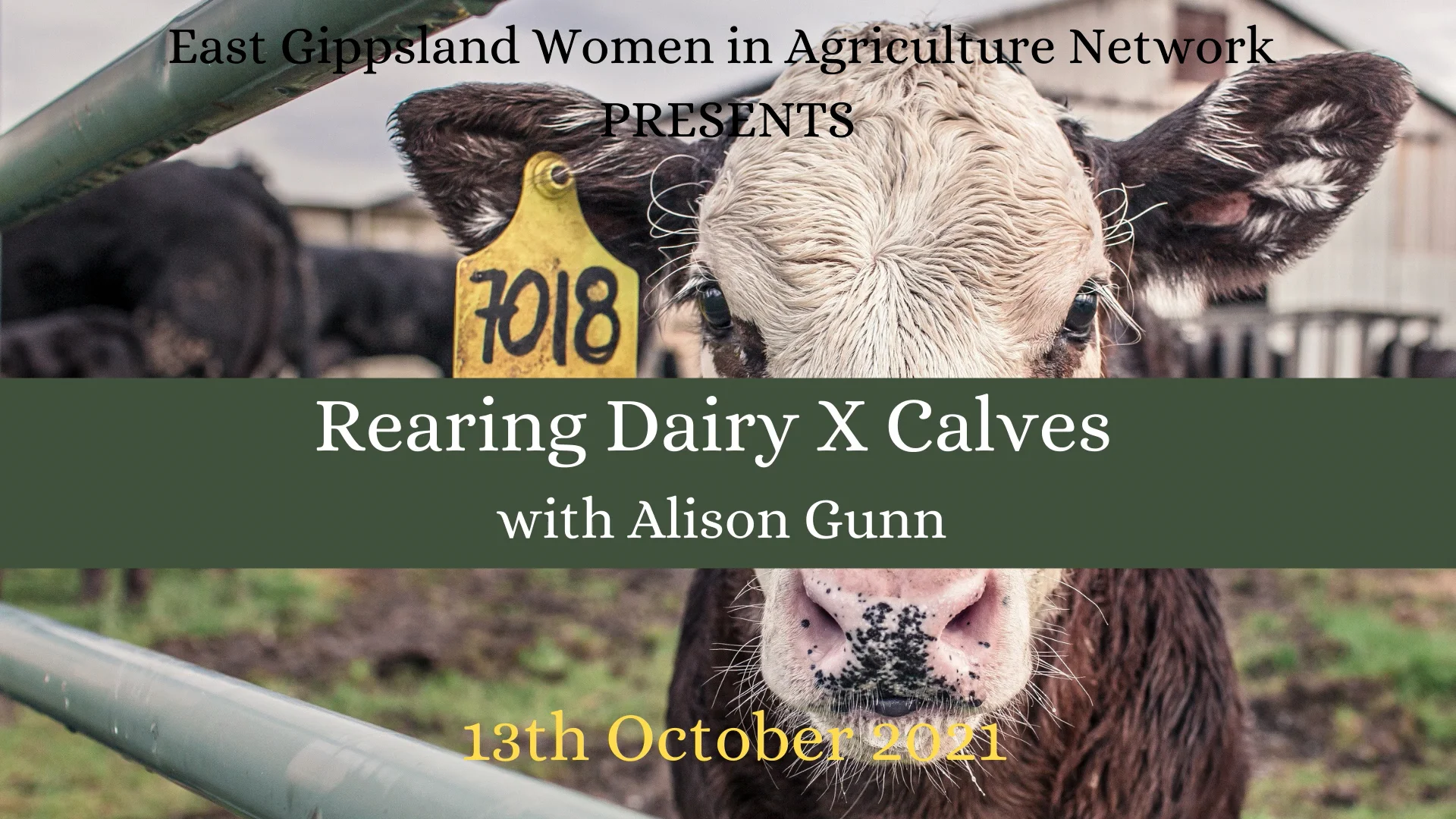 Rearing of Dairy X Calves East Gippsland Women in Agriculture on Vimeo