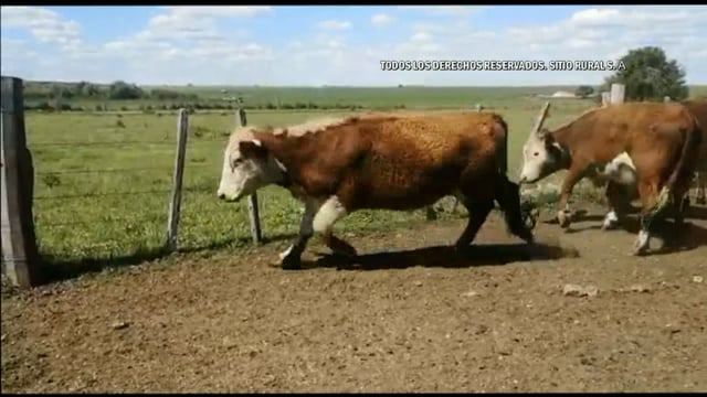 Miniatura Lote 124 - Plazarural