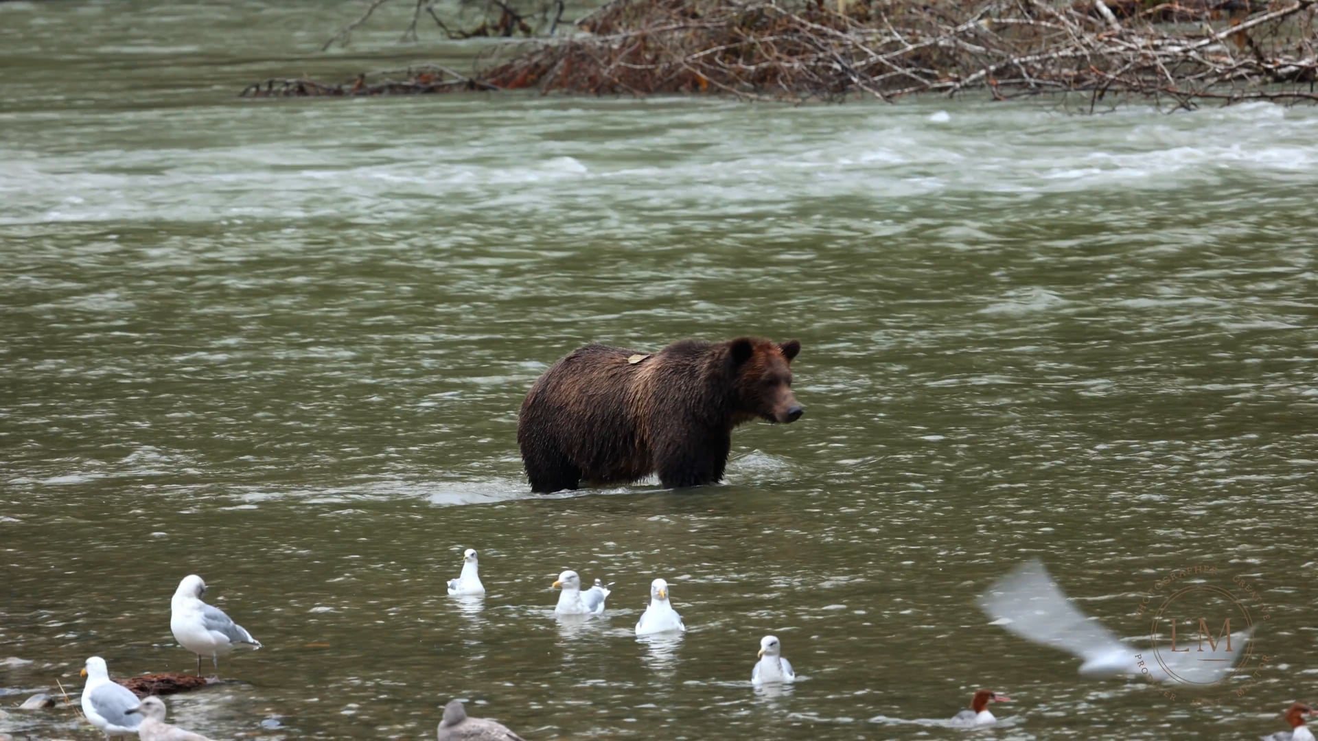 AUTUMN 2021 GRIZZLY TOUR