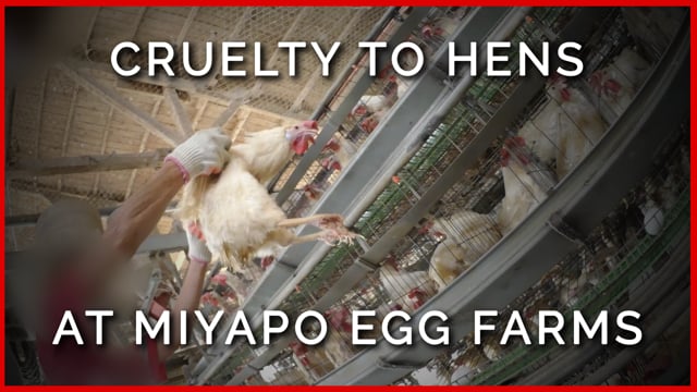 Cruelty to Hens at Miyapo Egg Farms