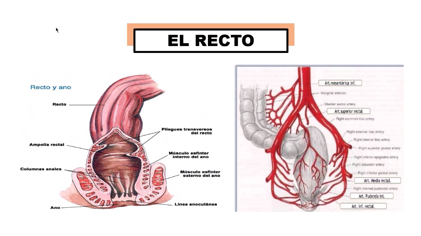 Anatomía de recto y ano.mp4 on Vimeo