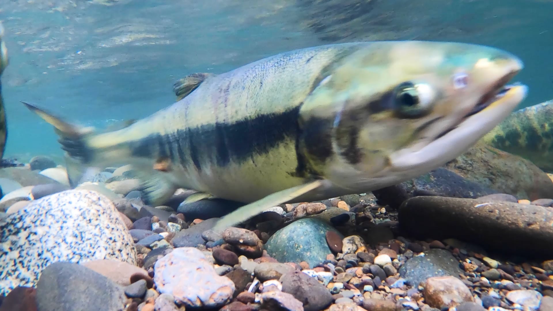 Salmon Stream