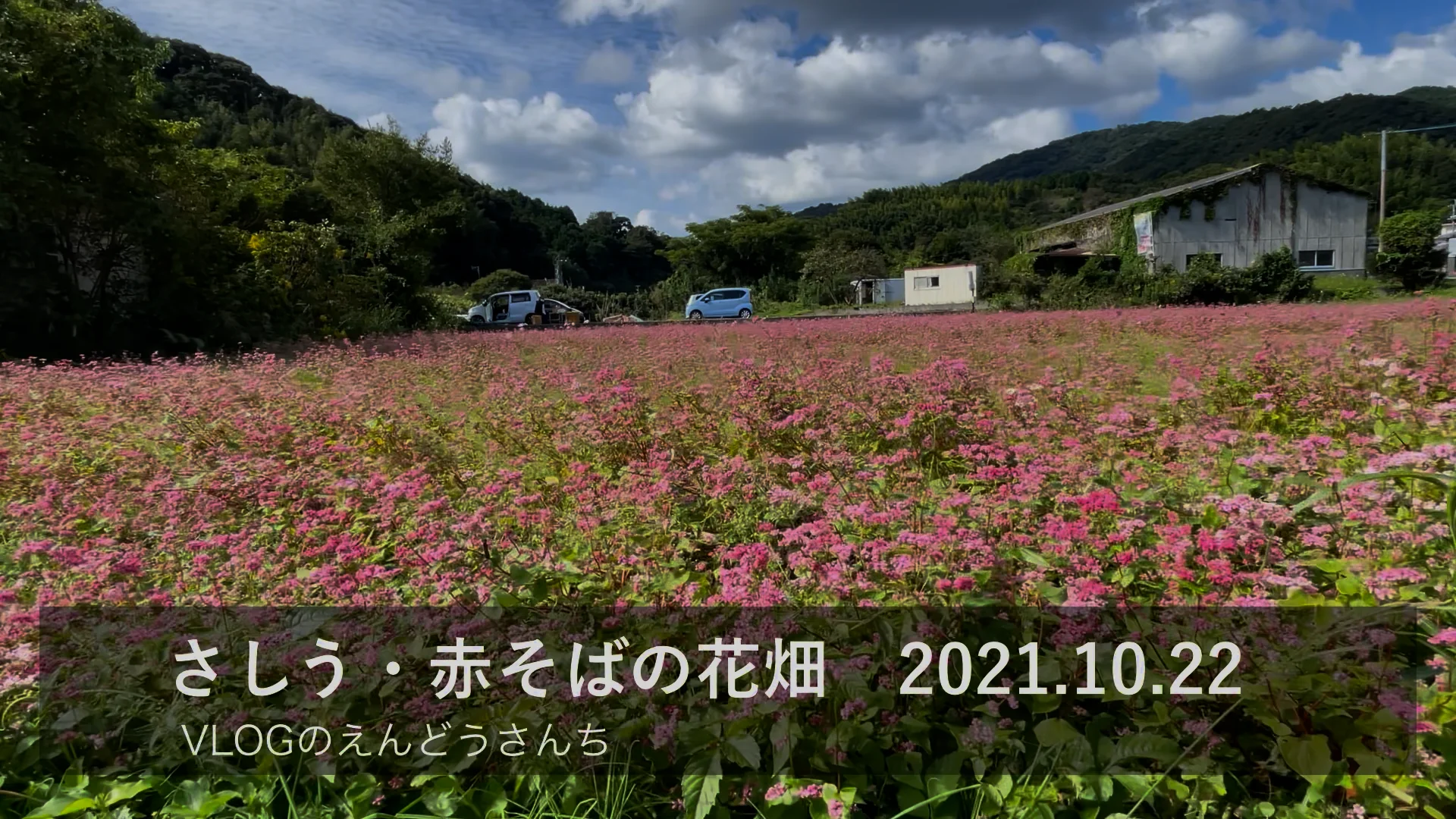 臼杵フォト＆ムービー】赤そばの花畑（2021年臼杵市佐志生