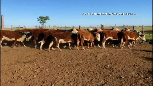 Miniatura Lote 133 - Plazarural