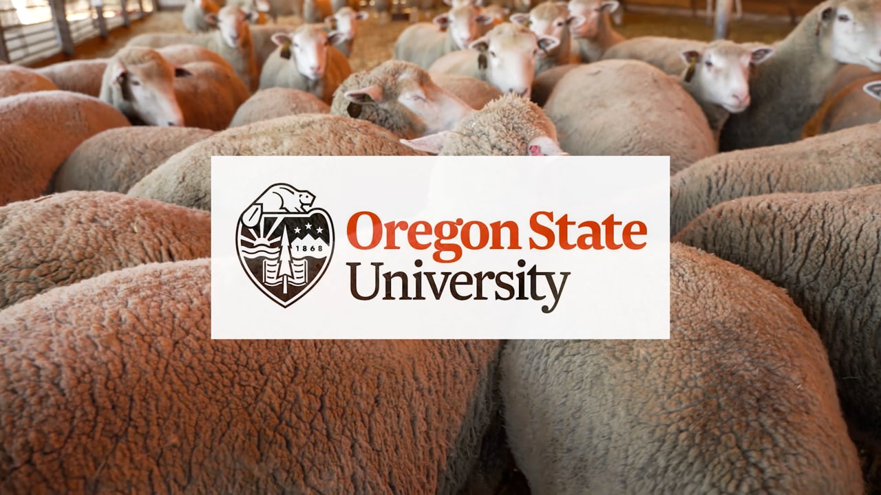 A frame from the OSU Sheep Center educational video