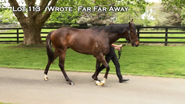 Lot 113