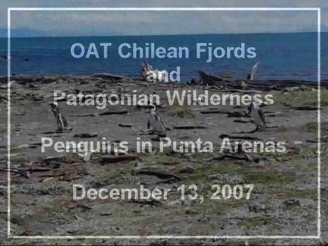 Magellanic Penguins in Punta Arenas