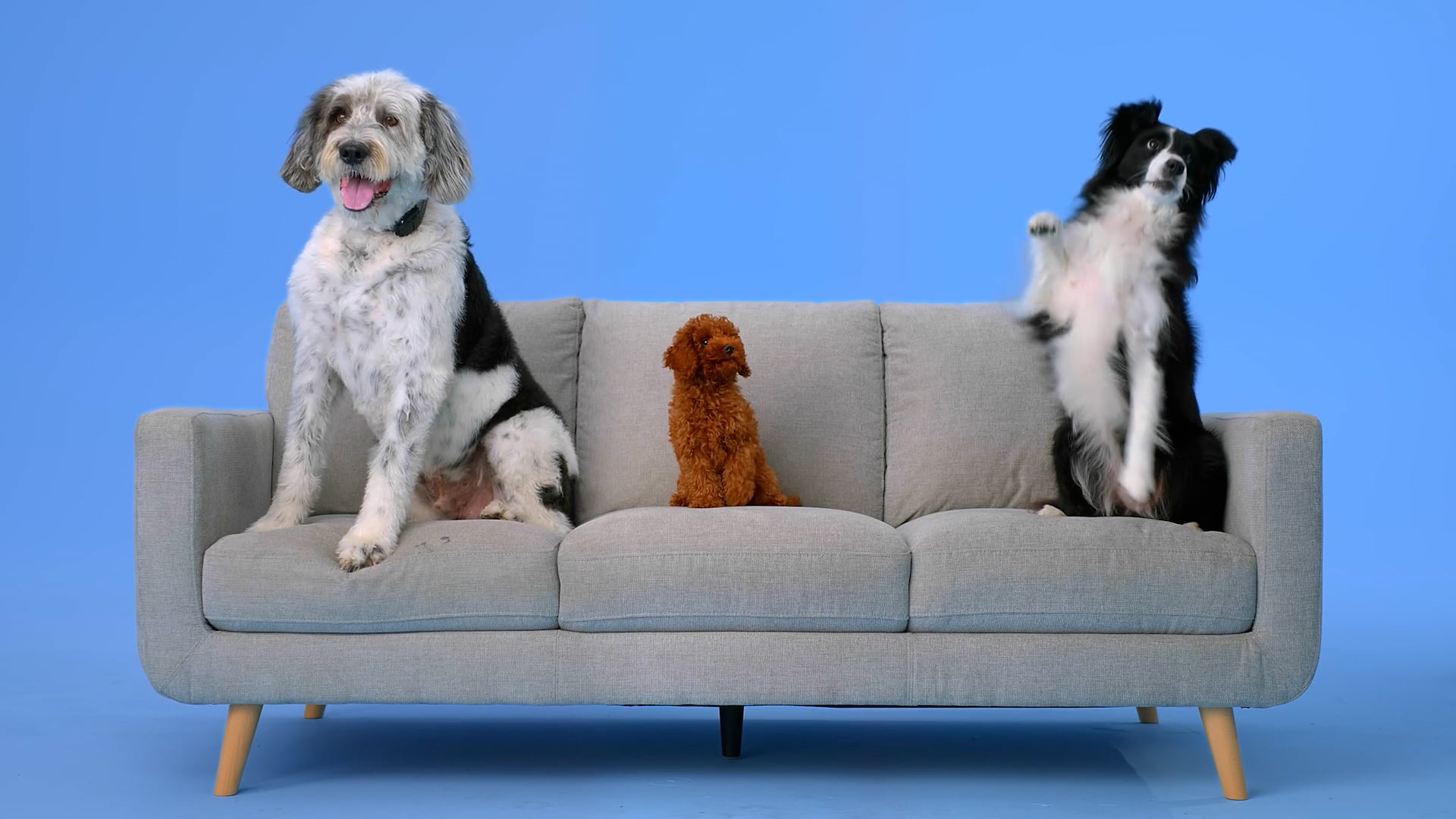 AA-Cargo-How to ship your pet.