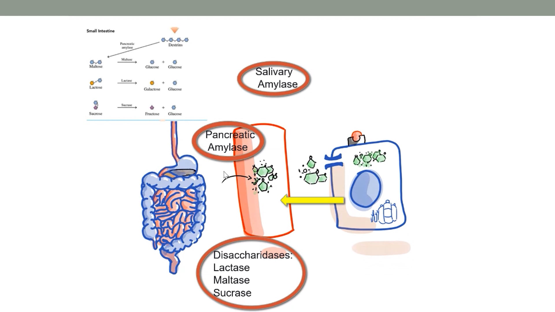 Pancreatic Structure and Function