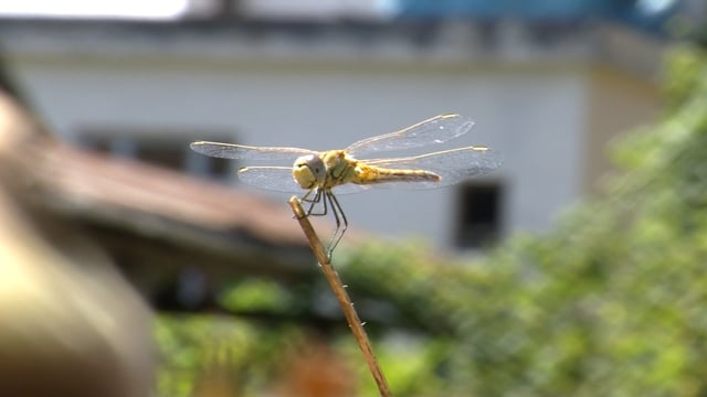 Dragonfly Animal Kingdom Insects Free Stock Video - Pixabay