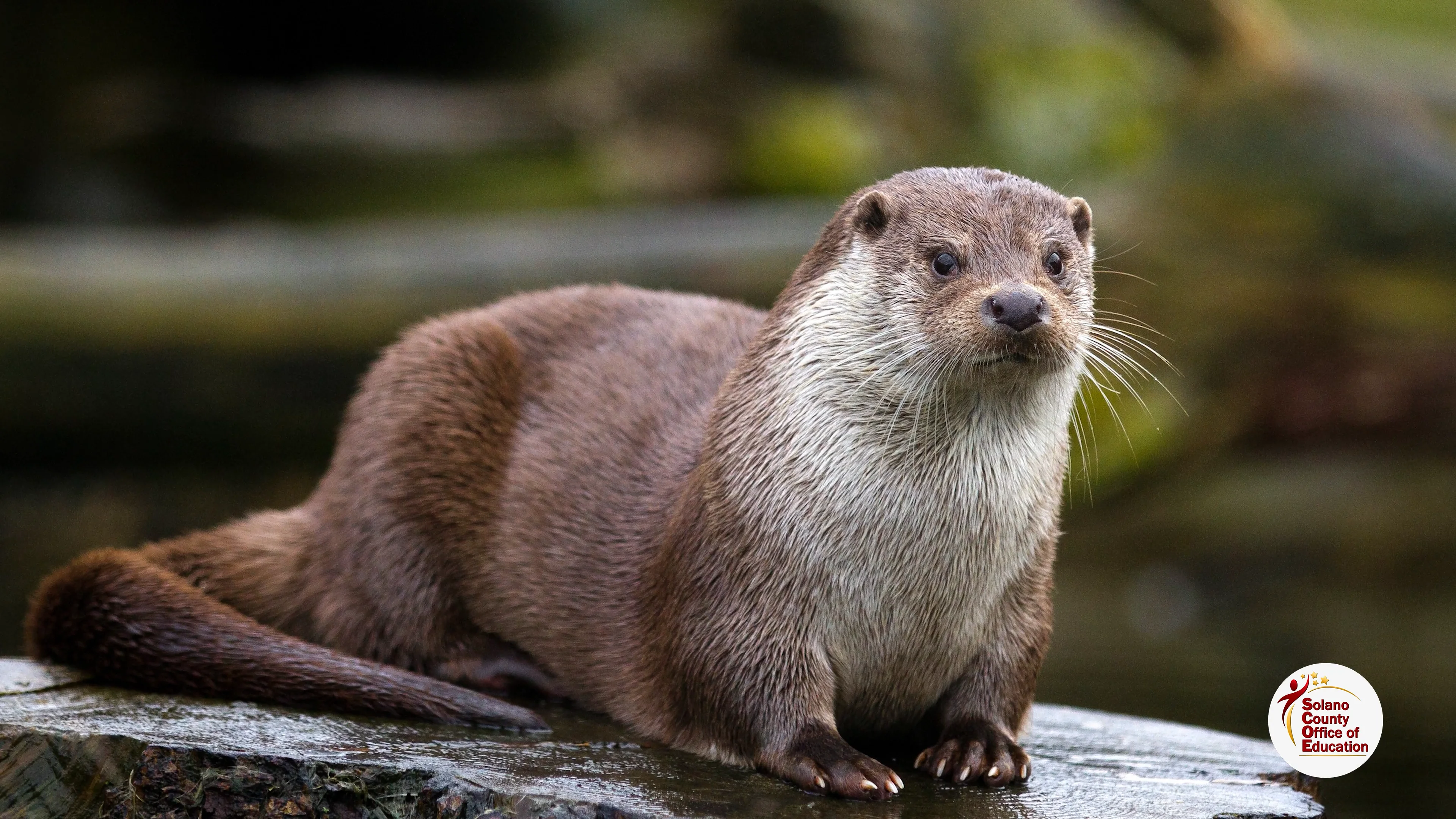 Explorer Quest: North American River Otters