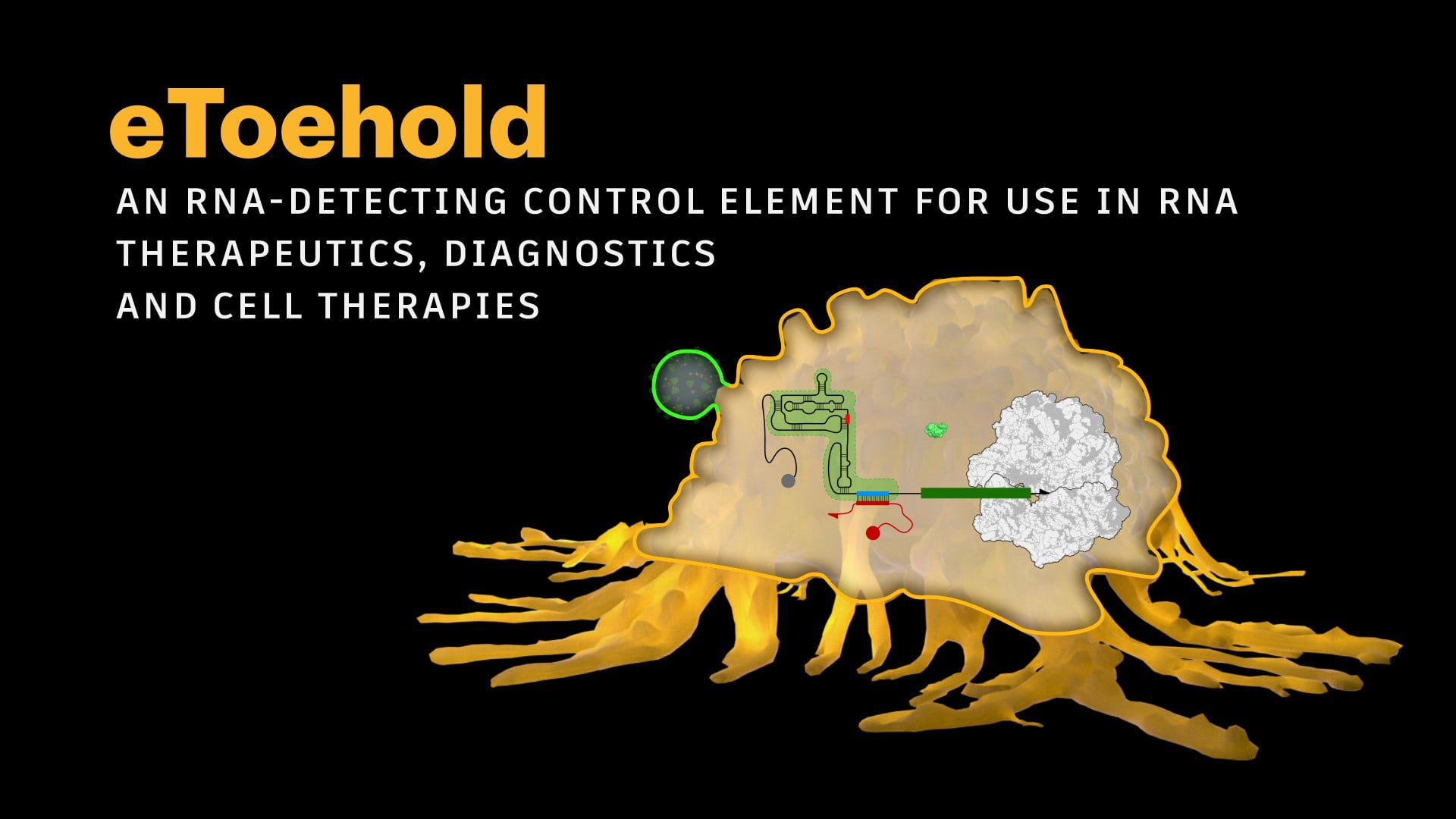 eToehold: an RNA-detecting control element for use in RNA therapeutics, diagnostics and cell therapies