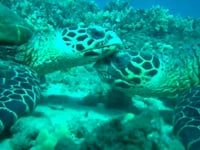 Newswise:Video Embedded first-known-filmed-footage-of-the-behavior-in-the-elusive-marine-animal