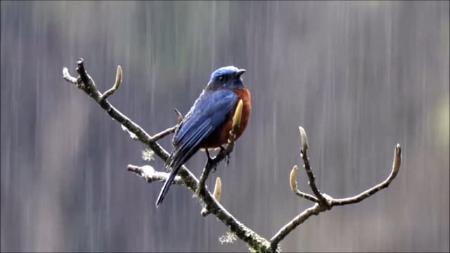 鸟 自然 雨 - Free video on Pixabay - Pixabay