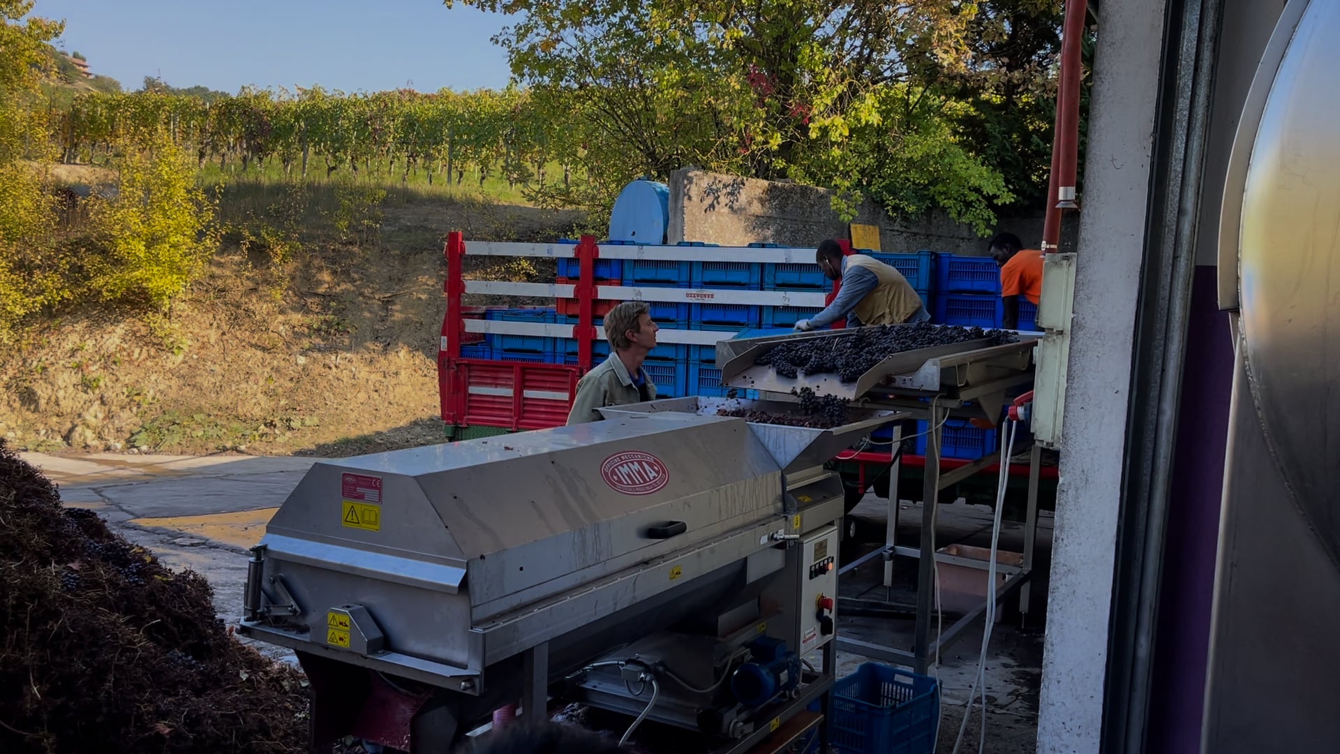 Azelia of Castiglione - Falletto  Barolo Ceretta harvest