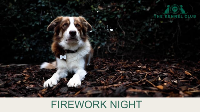 should i take my dog to the fireworks