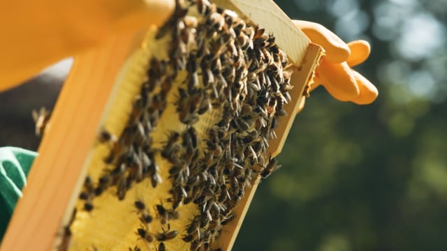 Meet our Pupil Bee Keepers at Caterham School