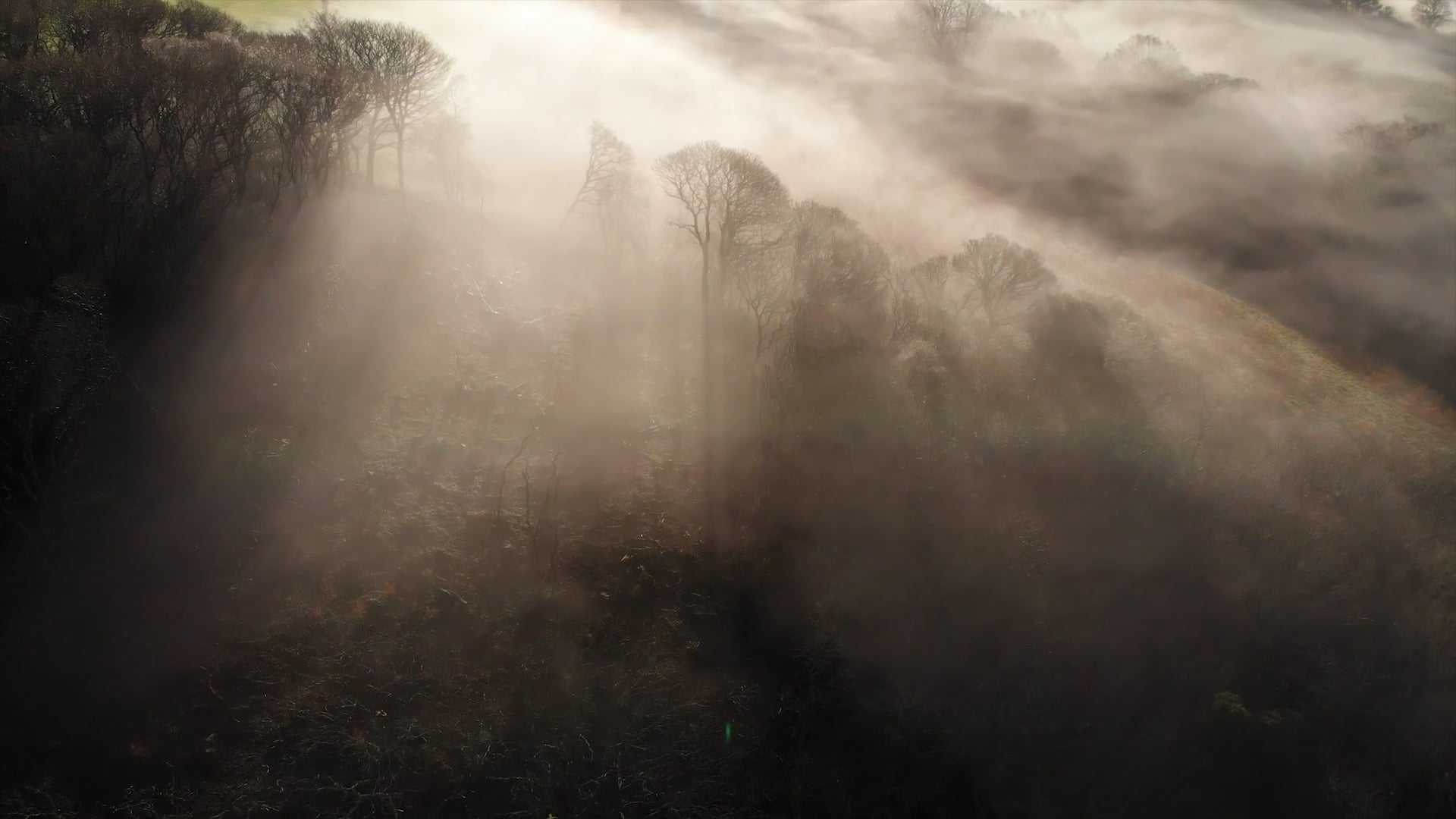 A Season's Coppice