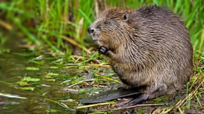 31 Facts About Beavers - Learn All About Beavers
