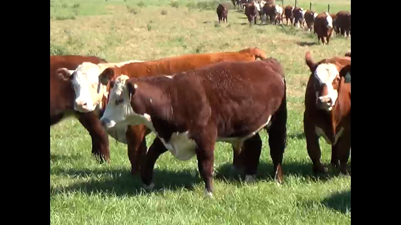 MEAD CATTLE ENTERPRISES on Vimeo