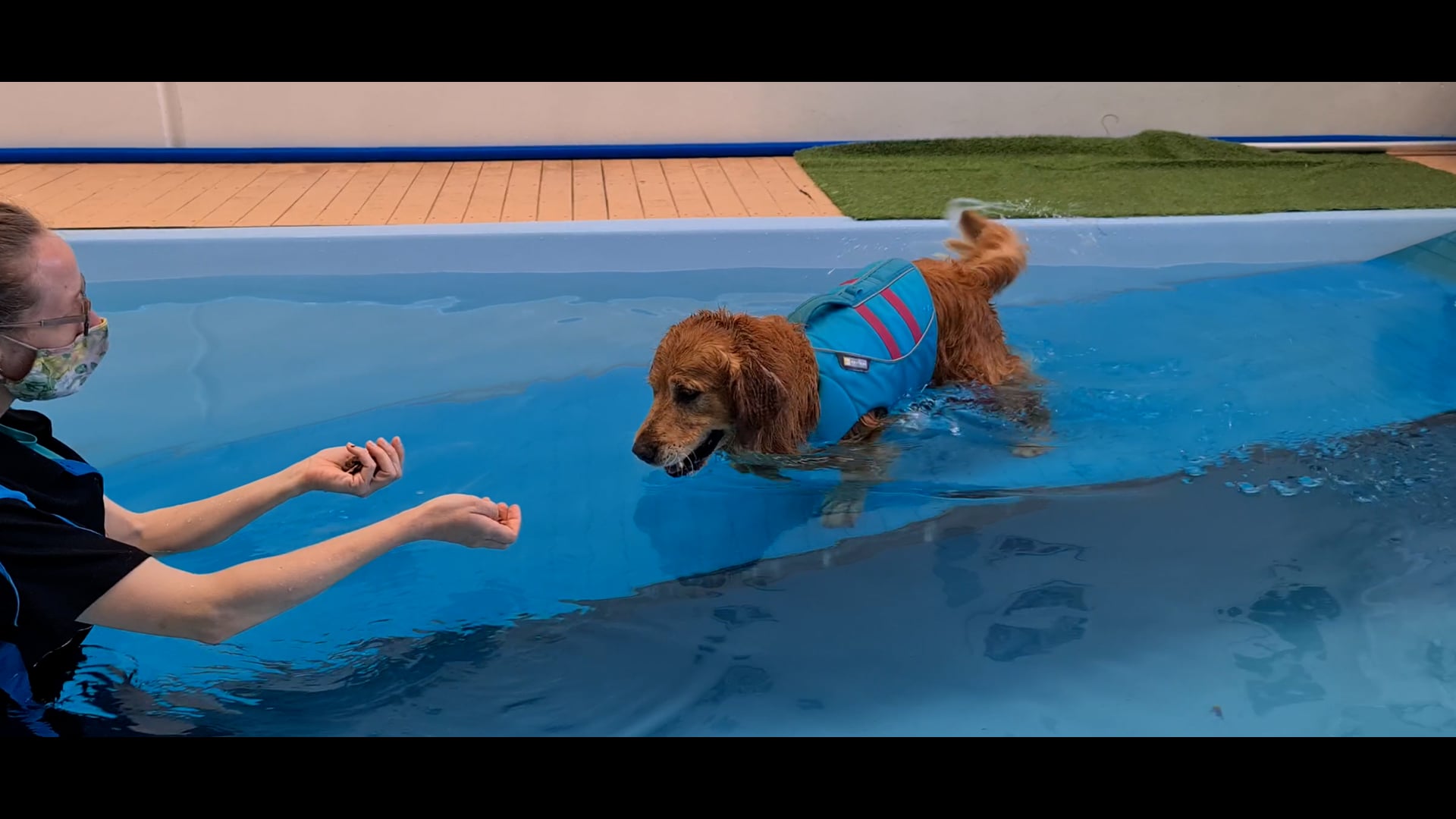 dog hydrotherapy, dog pool, dog rehab, dog swimming, canine rehabilitation, dog wash