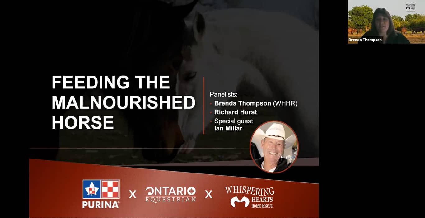 Feeding the Malnourished Horse Purina x Whispering Hearts x Ian