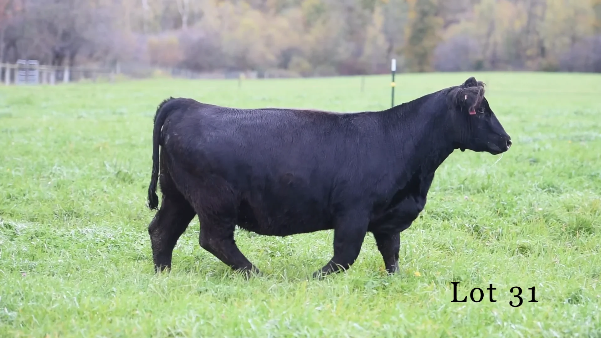 Palmer Lot 31 on Vimeo