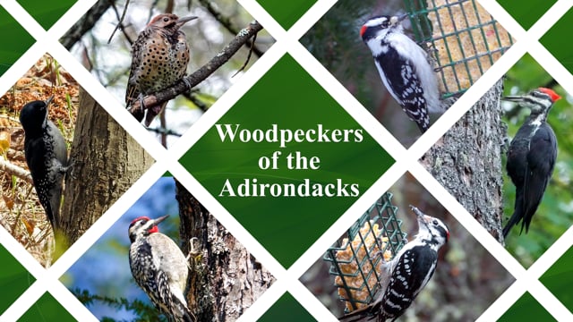 Fun Facts: Weird World Of Woodpeckers — Edmonton Area Land Trust