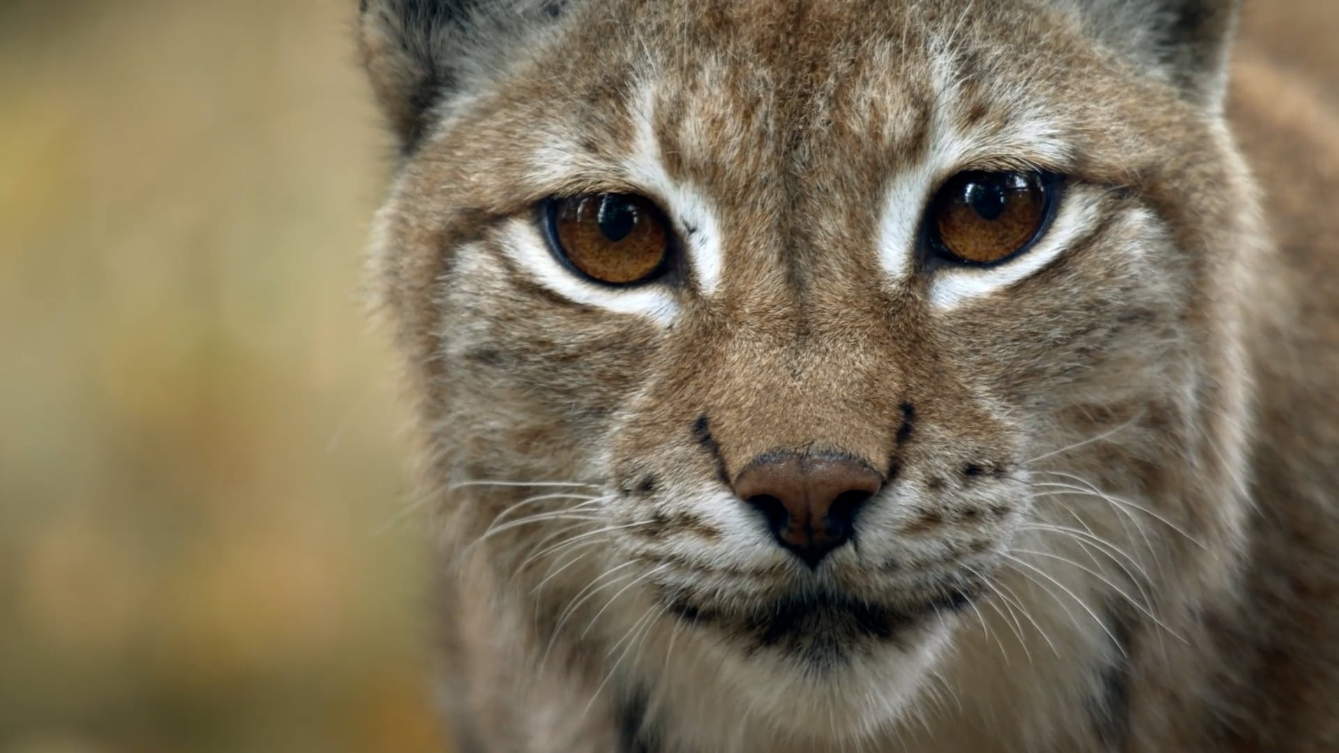 NATIONAL GEOGRAPHIC: Ryś